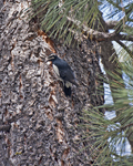 Williamsons Sapsucker 1861